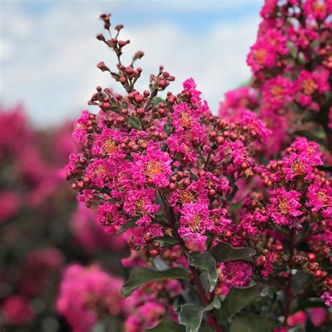 The History and Origins of Rosy Magic Crape Myrtle